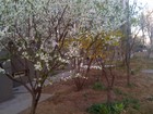 后院的樱桃树开花了2