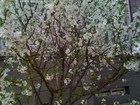 后院的樱桃树开花了。压得满枝头